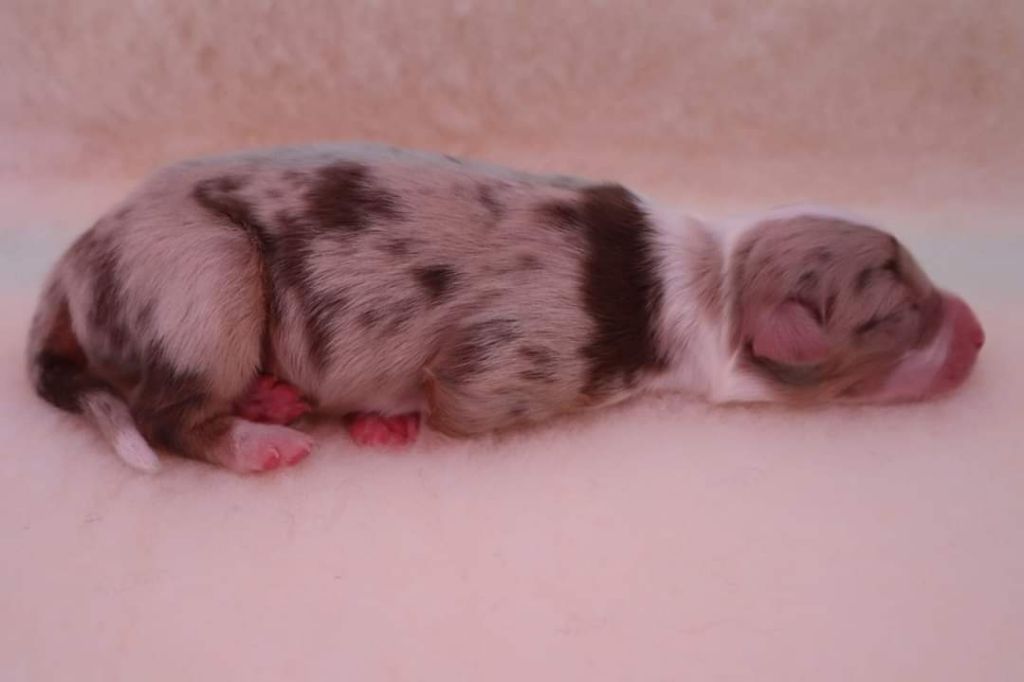 Joly Bridge Gardens - Berger Australien - Portée née le 20/07/2021